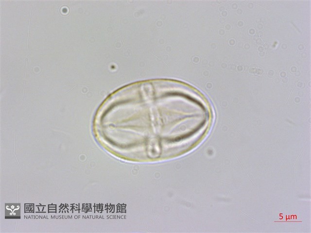 溪頭秋海棠藏品圖，第3張