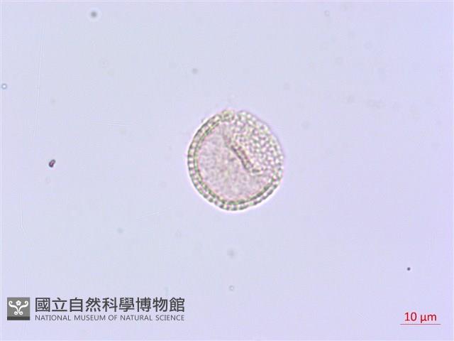 芫花藏品圖，第3張