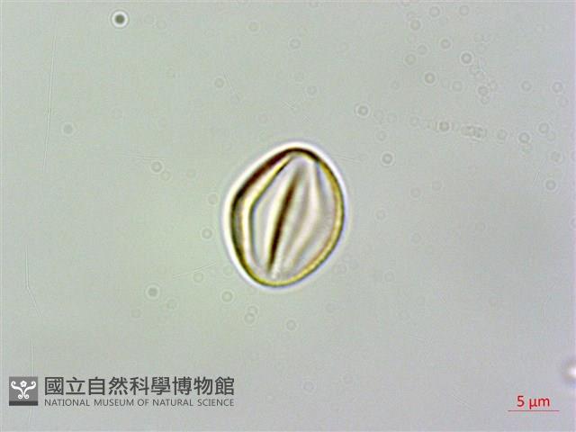 旋莢木、錐序蛛毛苣苔藏品圖，第3張