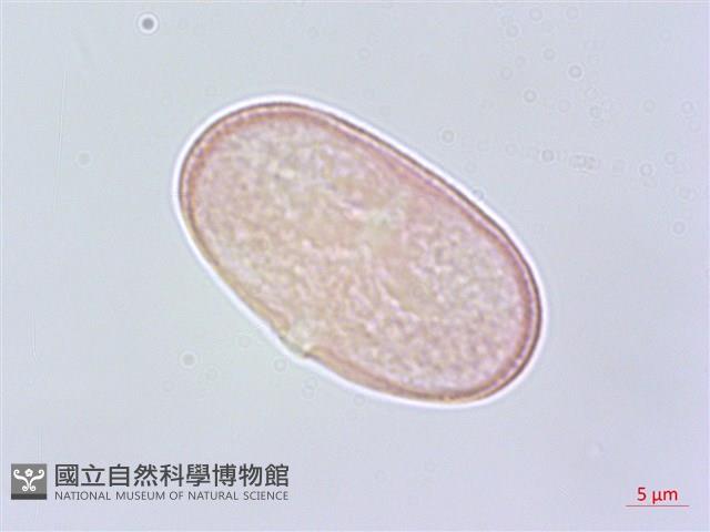 白苞芹藏品圖，第3張