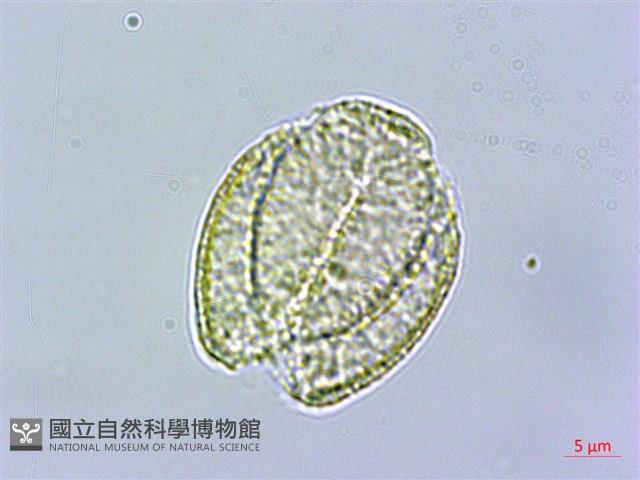 串鼻龍藏品圖，第4張