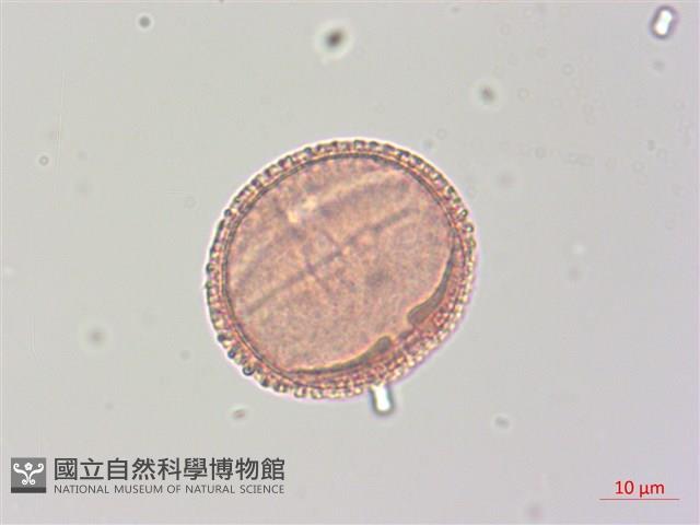 梧桐藏品圖，第4張