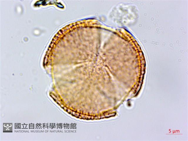 蘭嶼土沉香藏品圖，第3張