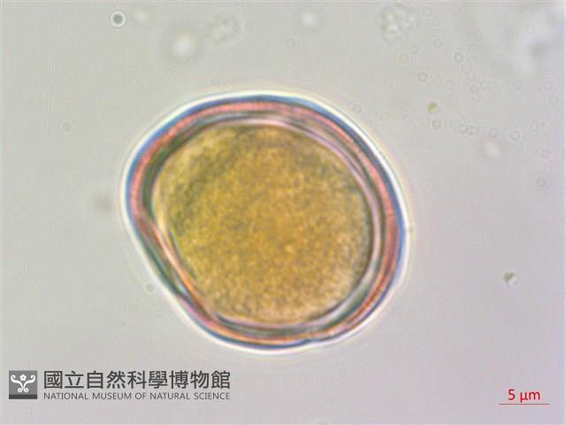 水苦賈藏品圖，第3張