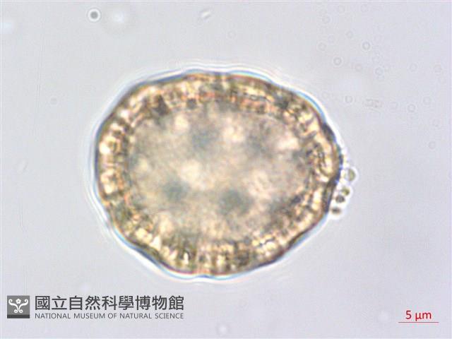 登錄號:S062476藏品圖，第4張