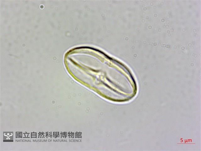 裂葉秋海棠藏品圖，第3張