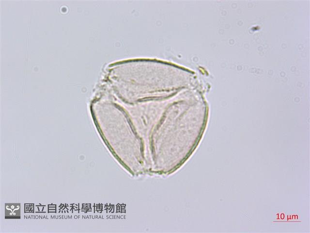 鴉頭梨藏品圖，第3張
