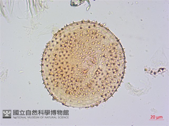 蓮葉桐藏品圖，第3張