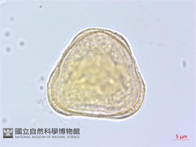日本當歸、大和當歸藏品圖，第3張