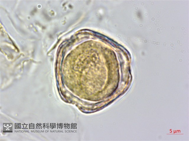 巴氏鐵線蓮藏品圖，第3張