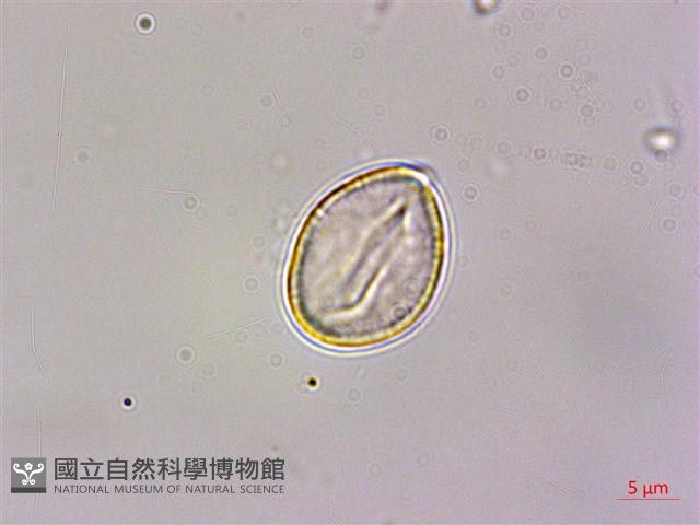 大穗石菖蒲藏品圖，第3張