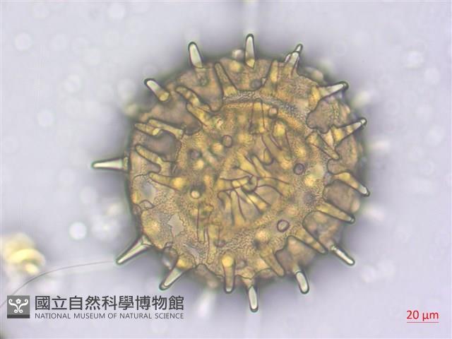 山芙蓉、臺灣山芙蓉、狗頭芙蓉藏品圖，第3張