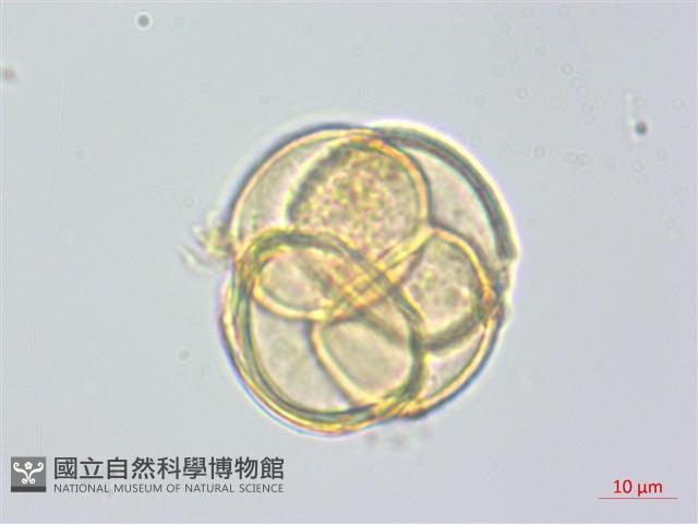 日本鹿蹄草藏品圖，第3張