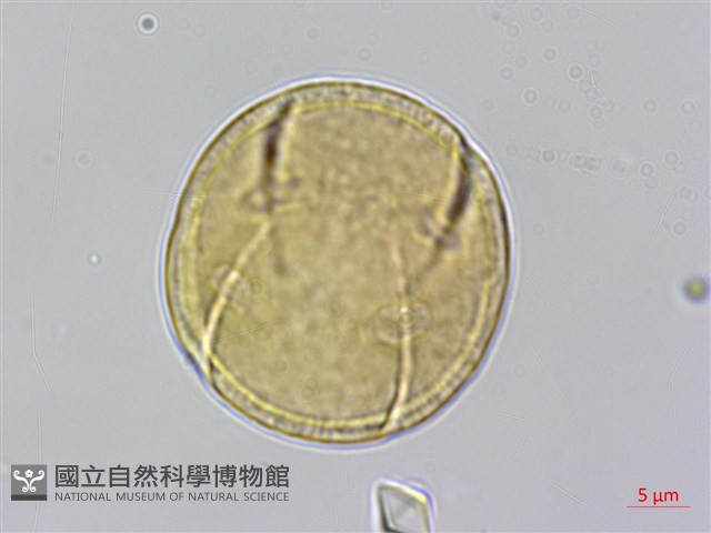穗花樹蘭藏品圖，第3張