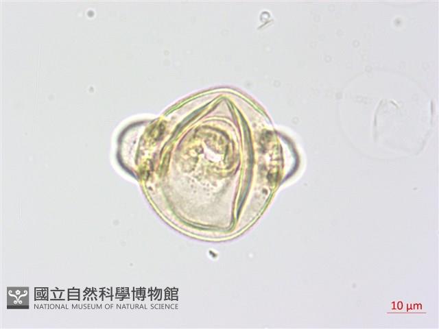 心葉露珠草藏品圖，第3張