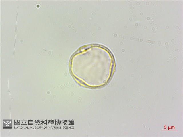 蠍子草藏品圖，第3張