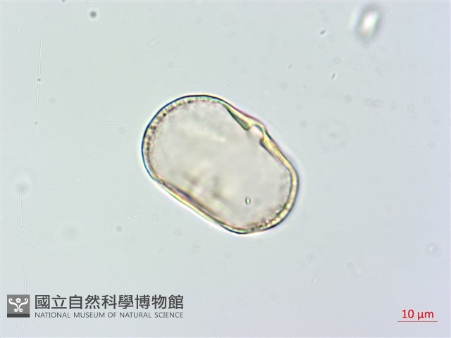 狗尾草藏品圖，第4張