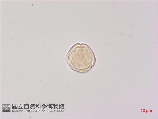 北柴胡藏品圖，第3張