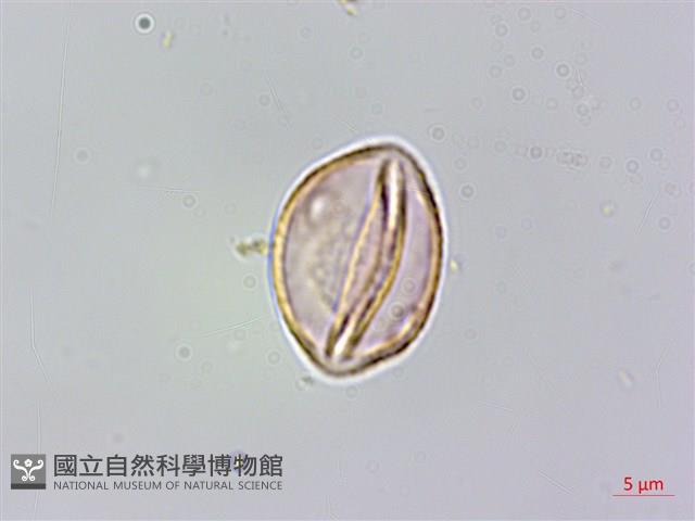 銳葉山黃麻藏品圖，第3張