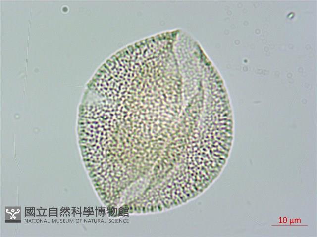 垂桉草藏品圖，第3張