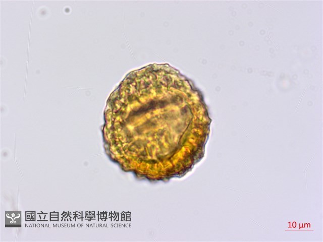 臺灣青木香藏品圖，第4張