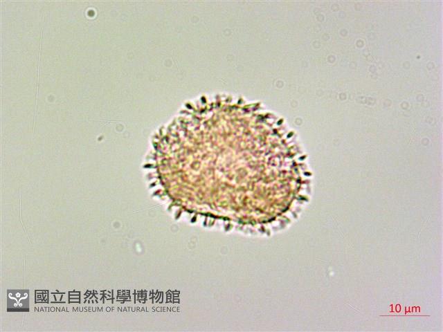 柿葉茶茱萸藏品圖，第4張