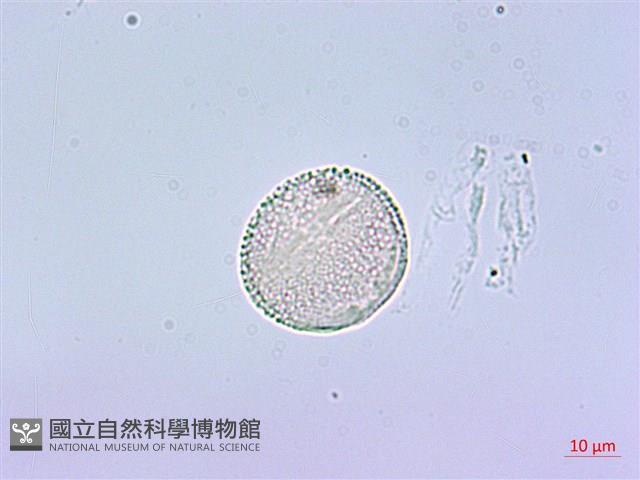 鵲不踏藏品圖，第4張