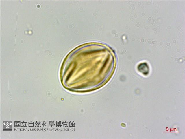 毛果柃藏品圖，第3張