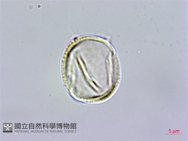 福建賽衛矛、福建假衛矛藏品圖，第3張