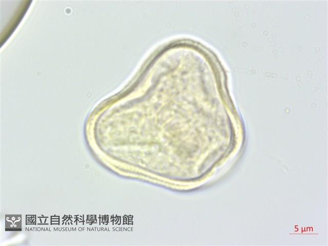 濱當歸藏品圖，第3張