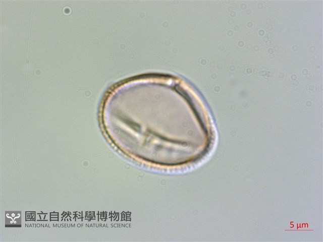 竹葉椒藏品圖，第3張