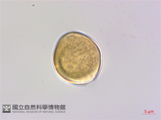 阿里山黃鱔藤藏品圖，第3張