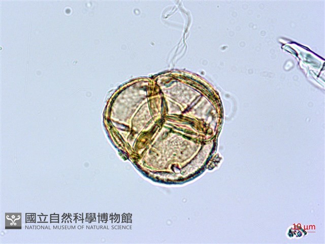 台灣高山杜鵑藏品圖，第4張