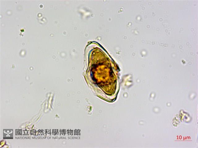 忍冬葉桑寄生藏品圖，第3張