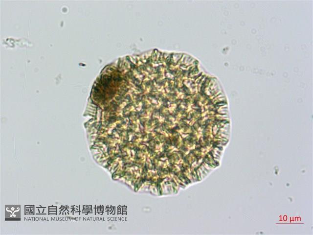 紫苞蓼藏品圖，第3張