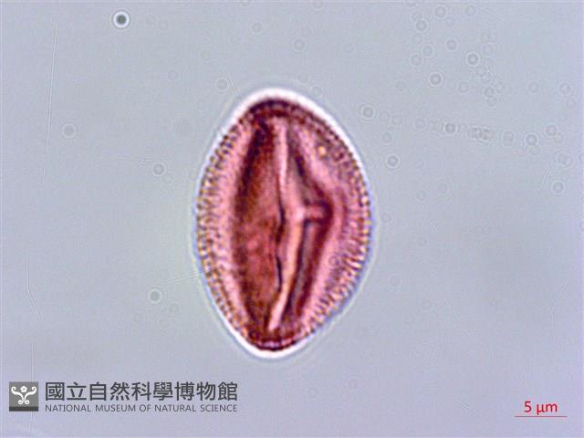 小仙丹花藏品圖，第3張