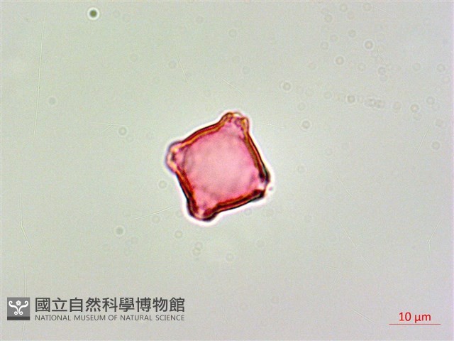 呂宋毛蕊木藏品圖，第4張