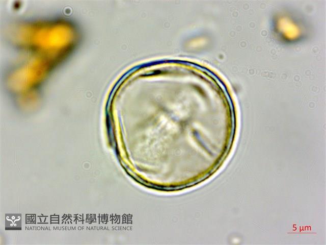 毽子椆藏品圖，第4張