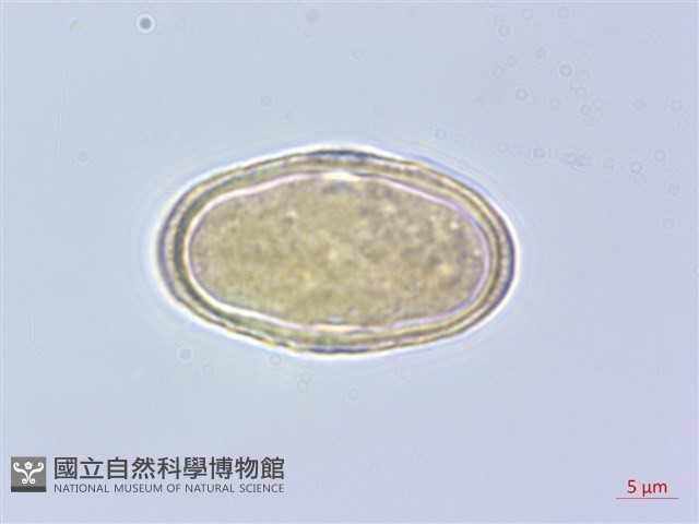 黑水當歸藏品圖，第3張