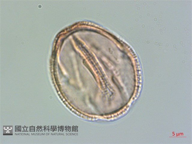 枳殼、枸橘藏品圖，第3張
