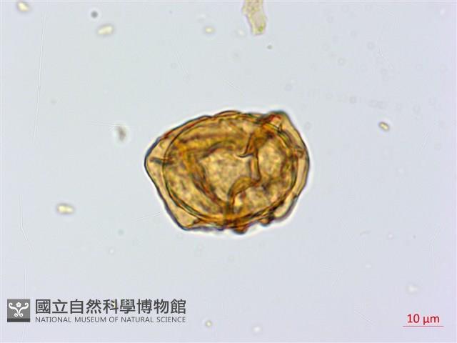 細葉複葉耳蕨藏品圖，第3張