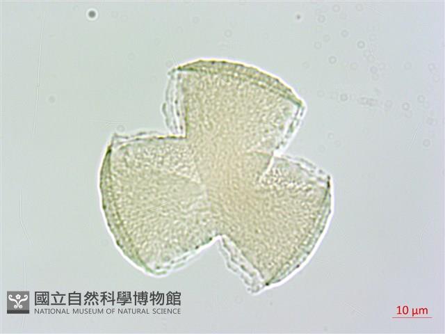 中原氏鬼督郵藏品圖，第4張