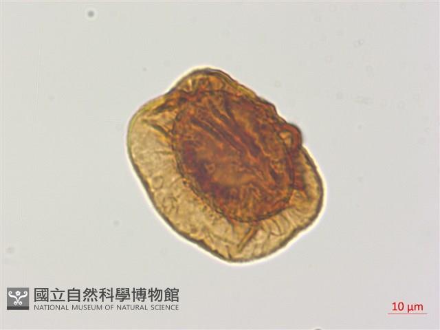 臺灣腫足蕨藏品圖，第3張