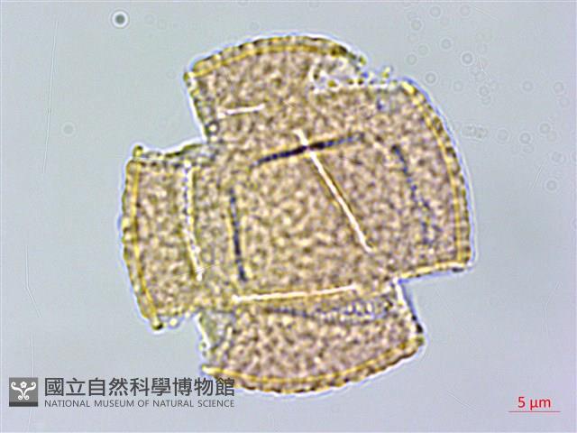 密花黃菫藏品圖，第3張