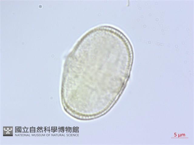 長鞘獨活藏品圖，第3張