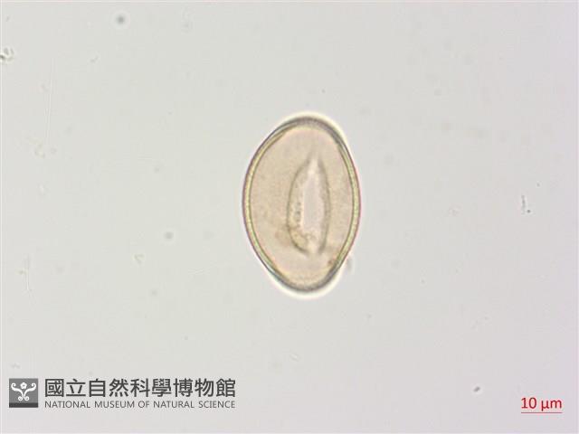 高山蹄蓋蕨藏品圖，第4張