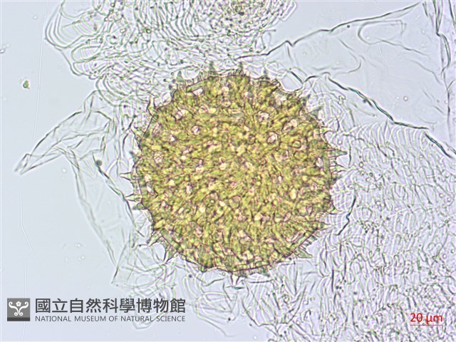 銳葉牽牛藏品圖，第4張