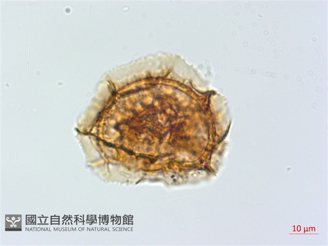 萊氏鐵角蕨藏品圖，第4張