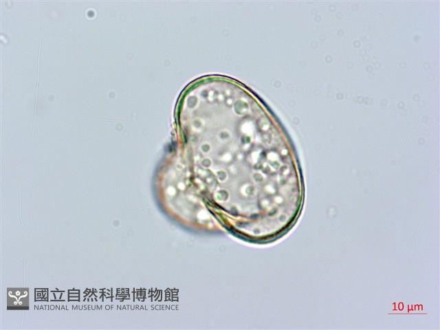 邊緣鱗蓋蕨藏品圖，第3張