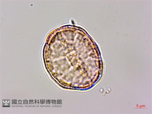 小白頭翁、野棉花藏品圖，第4張